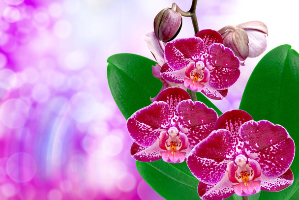 Orchid flower close up - Fotó, kép