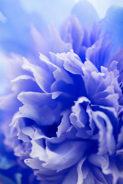 Fondo de flor azul abstracto
 - Foto, imagen