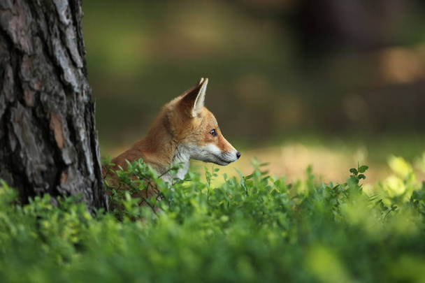 Vulpes vulpes. Fox is wijdverbreid zijn in heel Europa. De wilde natuur van Europa. Herfst kleuren in de foto. Mooie foto. Fox en orchidee. Natuur Tsjechische. - Foto, afbeelding