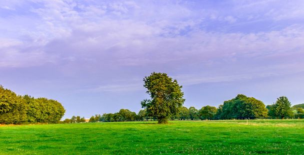夏のオーン地方の多くの緑豊かなフィールドの一つ、ノルマンディーフランス - 写真・画像