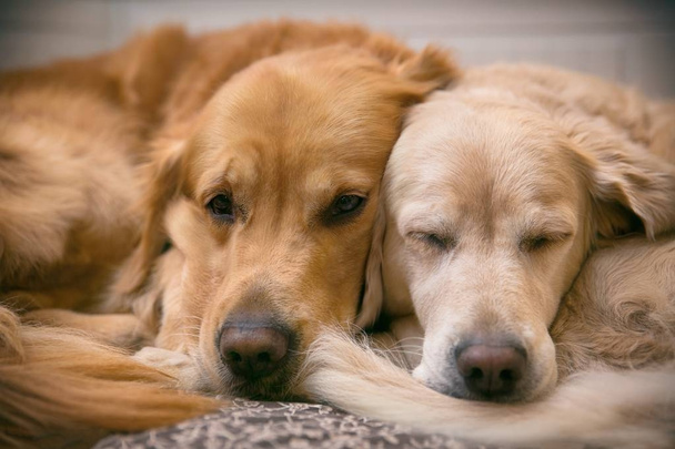 Näkymä kaksi koiraa makaa - Valokuva, kuva