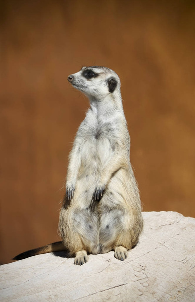 A Meerkat Sentry Alert to Warn of Danger - Photo, Image