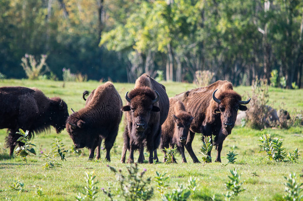 Стадо буйволів
  - Фото, зображення