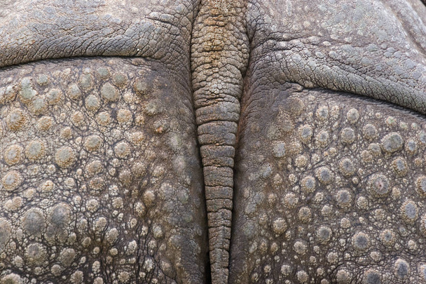 detail of a  rhinoceros - Valokuva, kuva