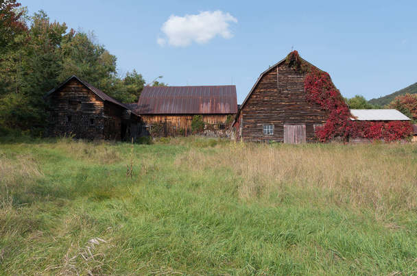 Antiguo granero rústico envejecido con vides rojas creciendo
 - Foto, imagen
