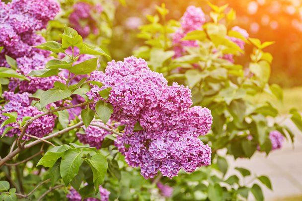Hermosas flores violetas púrpuras frescas. Primer plano de flor púrpura
 - Foto, Imagen