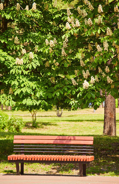Bench in the park, under the chestnut - Photo, Image
