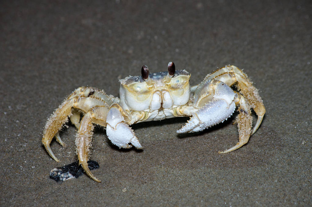Crabes fantômes sur la plage à hauteur dans les rives extérieures
 - Photo, image