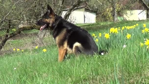 krásný německý ovčák pes sedět v květinovou loukou. na zelené trávě na jaře s pozadím žlutý květ - Záběry, video