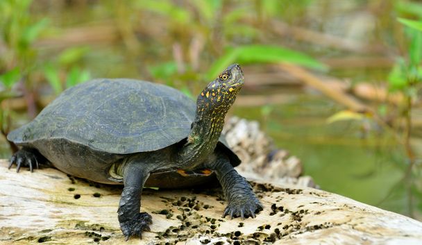 turtle in the lake - Фото, изображение