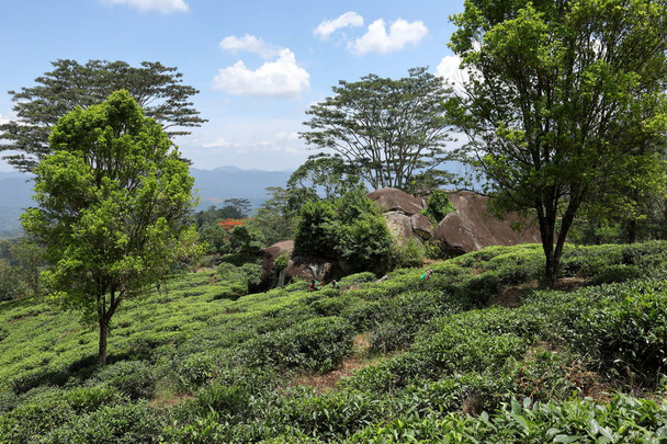 Φυτείες τσαγιού στο Kandy, Σρι Λάνκα - Φωτογραφία, εικόνα