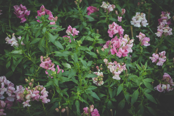 Snapdragon flower in garden. Цветущая флора в парке. розовый цветок
 - Фото, изображение