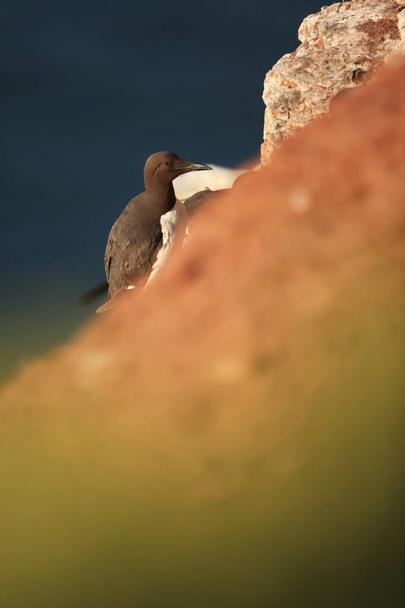 Uria aalge. A vad természet, az Északi-tenger. Egy madár, egy sziklán, a tenger felett. A gyönyörű természet, Észak-Európában. Szép lövés. Piros szín a képen. - Fotó, kép