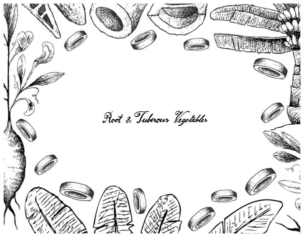 Marco dibujado a mano de raíces y verduras tuberosas
  - Vector, Imagen