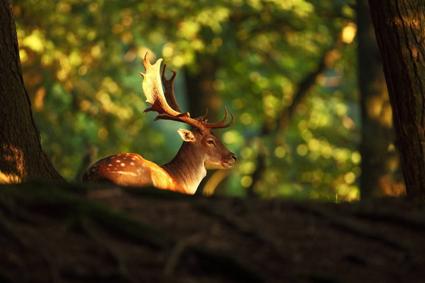 Дама Дама. Фотография сделана в Чехии. Свободная природа. Красивый образ животного. Лес. Осенние цвета
.  - Фото, изображение