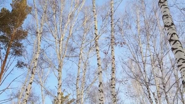 Nyírfa liget télen - Felvétel, videó