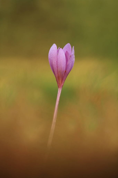 Colchicum autumnale. It is widespread in central, southern and western Europe. Also grown as an ornamental plant. Autumn nature. Wild nature.  - Photo, Image