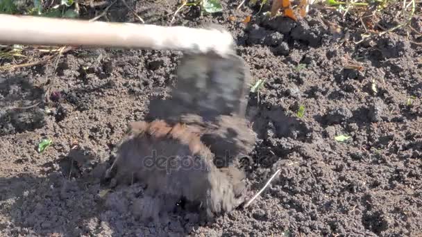 Mann gräbt Löcher mit Spaten, bereitet Boden für die Bepflanzung, Szene landwirtschaftlicher Arbeiten auf dem Land. - Filmmaterial, Video