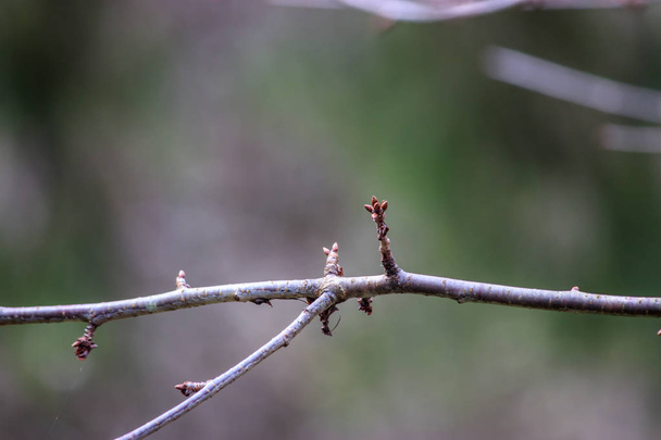 бруньки на чистих зимових гілках
 - Фото, зображення