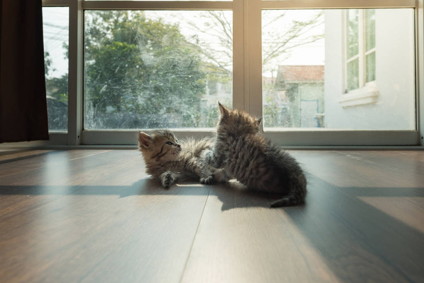 Primo piano del simpatico gattino persiano che gioca insieme a casa
. - Foto, immagini