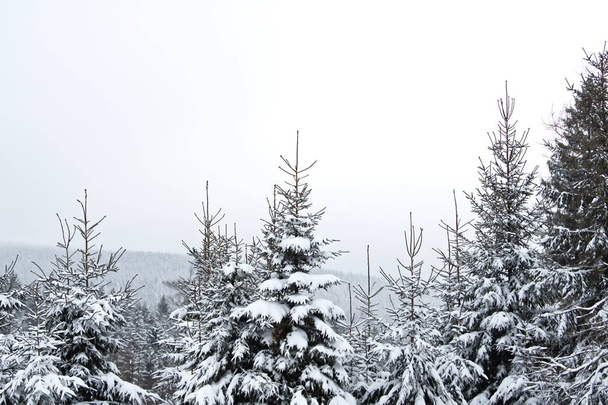Snowy landscape with tree tops - Photo, Image