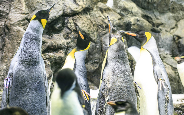 ομάδα που του πιγκουΐνους σε ζωολογικό κήπο - Φωτογραφία, εικόνα