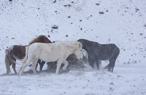 Paarden in de bergen in IJsland - Foto, afbeelding