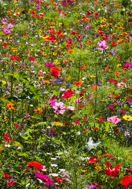 field of summer wild flowers, daisy, poppy, very colourful, yellow, green, blue, red, colours - Photo, Image