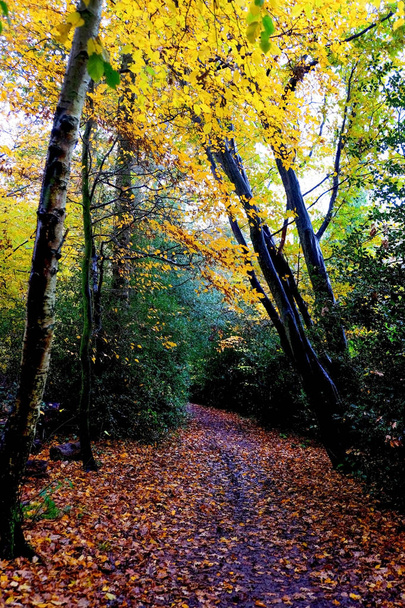 стежка в лісі восени / восени стежка покрита золотим листям навколо стежки високі стовбури дерев з гілками, заповненими золотистим листям
 - Фото, зображення
