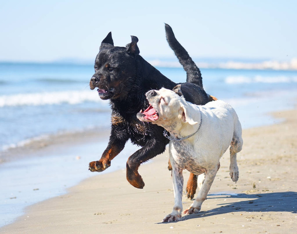 cani da combattimento sulla spiaggia
 - Foto, immagini