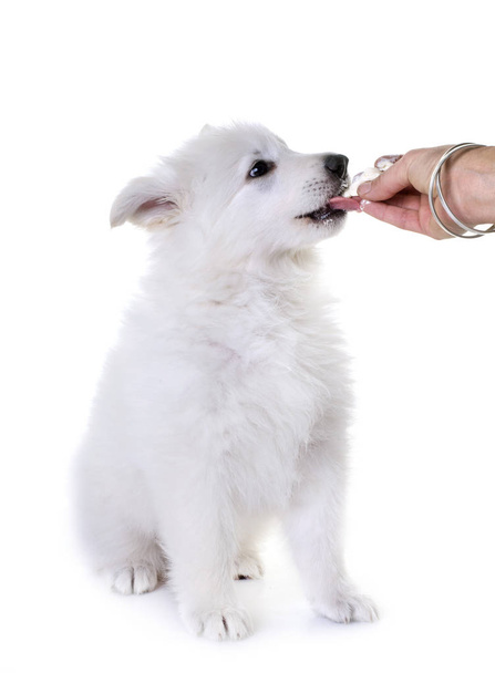 Λευκή ελβετική Shepherd Dog κουτάβι - Φωτογραφία, εικόνα