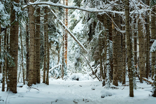 Forêt hivernale fantastique couverte de neige
 - Photo, image