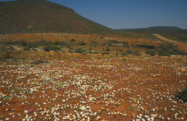 Sivatagi virág szőnyeg - Fotó, kép