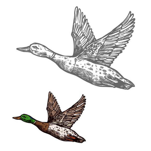 Duck bird sketch of wild or farm waterfowl animal - Vector, Image