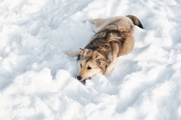 The dog sits in the snowy snow. Winter. - 写真・画像
