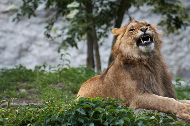 Portret van een grote mannelijke leeuw - Foto, afbeelding