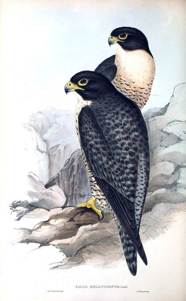 Ilustracja ptaka. Ptaki Australii, uzupełnienie. 1848 - Zdjęcie, obraz