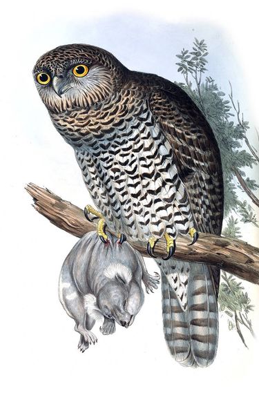 Pöllön kuva. Australian linnut, täydennys. Vuosi 1848
 - Valokuva, kuva