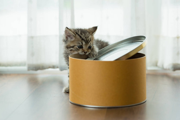 Yalnız Farsça yavru kedi oyun kağıt kutusu içinde ev çevresinde. - Fotoğraf, Görsel