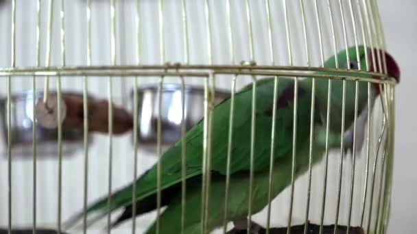 όμορφο πουλί στο κλουβί - Πλάνα, βίντεο