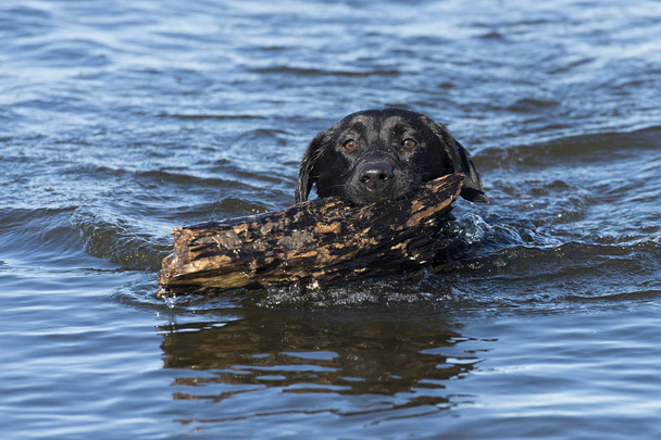 A Black Labrador Retriever buscar um pau na água
 - Foto, Imagem