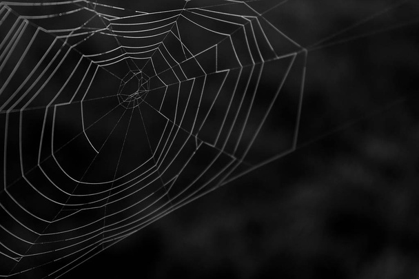 Μαύρη και λευκή μακρο φωτογραφία ενός φυσικού ιστού αράχνης με λεπτομέρεια. - Φωτογραφία, εικόνα