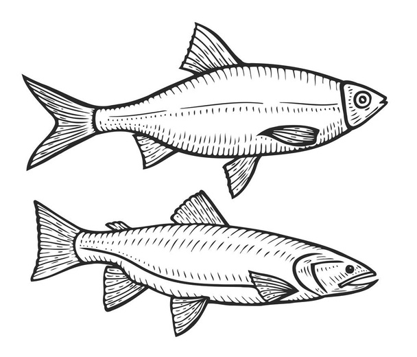 Handgezeichneter Rotaugen-Fisch - Vektor, Bild