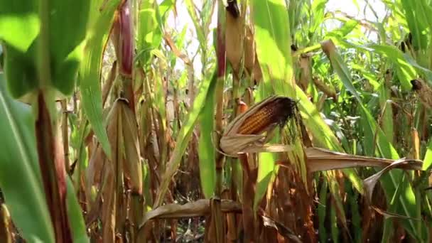 champ de maïs
 - Séquence, vidéo
