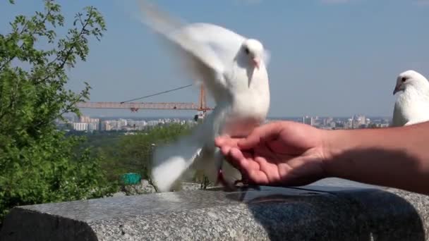 Белые голуби-павлины
 - Кадры, видео