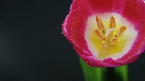 Lila tulipán forgatásával az eső. Fekete háttér. Közelkép. Lövés a Red Epic. - Felvétel, videó