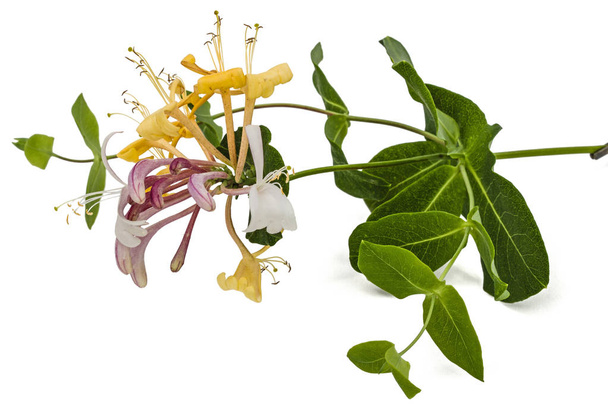 Цветы жимолости, лат. Lonicera caprifolium, isolated on w
 - Фото, изображение