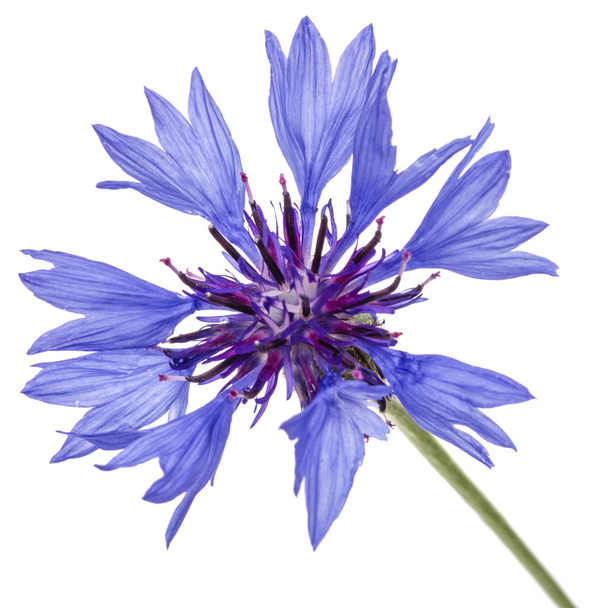 Fleur de bleuet, lat. Centaurée, isolée sur fond blanc
 - Photo, image