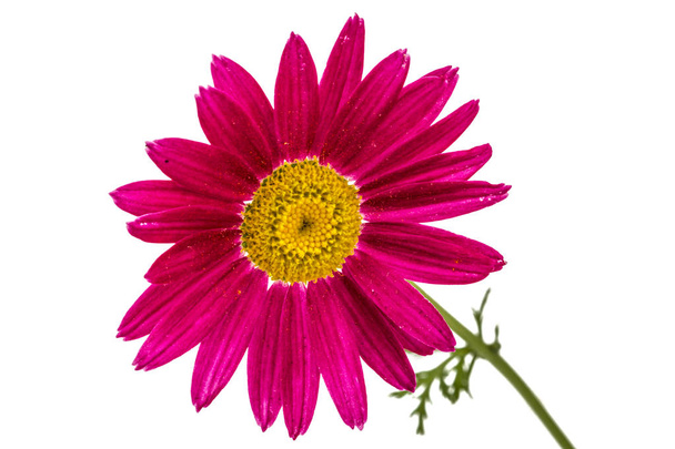 Квітка піретрума, ізольована на білому тлі
 - Фото, зображення