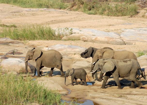 elefantes africanos
 - Foto, Imagem